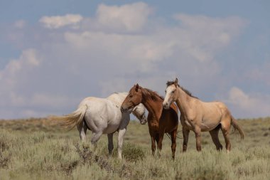 Yaz aylarında kum lavabo Colorado içinde güzel vahşi atlar