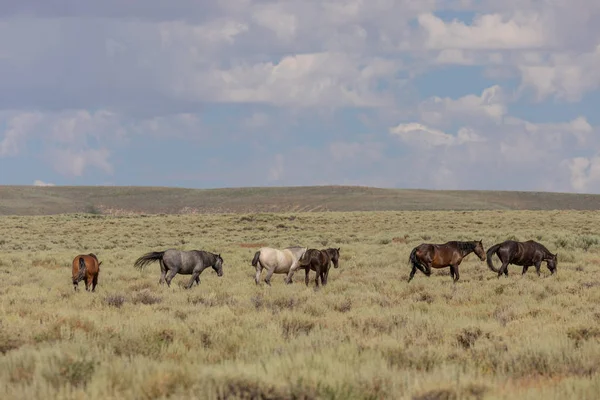 Krásné Divoké Koně Písku Umyvadlo Colorado Létě — Stock fotografie