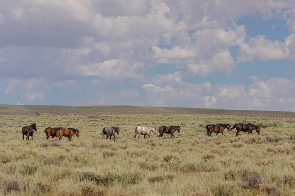 Krásné Divoké Koně Písku Umyvadlo Colorado Létě — Stock fotografie