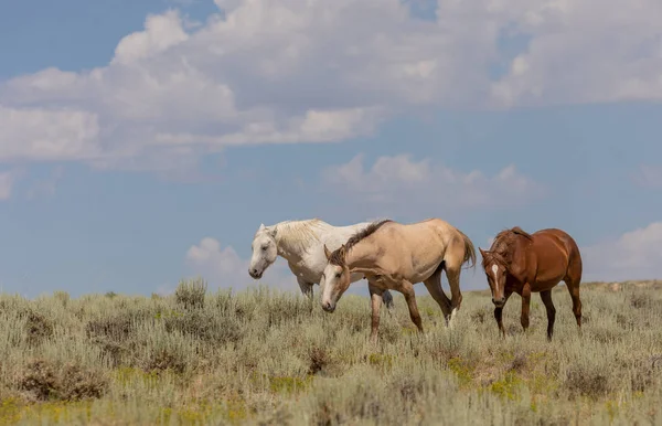 Piękne Dzikie Konie Piasek Umywalka Colorado Lecie — Zdjęcie stockowe