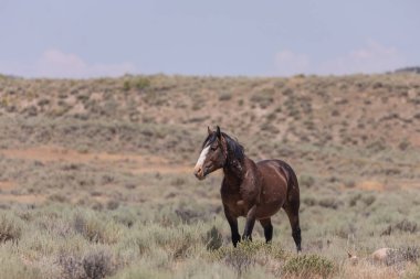 Yazın Colorado 'daki kum havzasında güzel vahşi bir at.