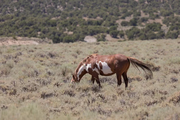 Красивая Дикая Лошадь Летом Бассейне Мытья Песка Колорадо — стоковое фото