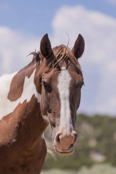Beautiful Wild Horse Summer Sand Wash Basin Colorado — Stock Photo, Image