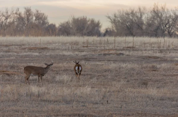 Whitetail Dolców Podczas Jesiennej Rutyny Kolorado — Zdjęcie stockowe