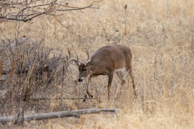 Colorado 'daki sonbahar monotonluğu sırasında bir beyaz kuyruklu geyik geyiği.