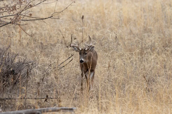 Ein Weißnagel Rehbock Während Der Herbstjagd Colorado — Stockfoto