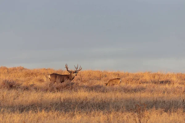 Mula Rådjur Bock Och Doe Colorado Hösten Rut — Stockfoto