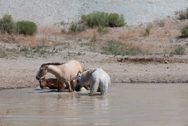 Yazın Colorado 'daki kum havzasındaki su birikintisinde vahşi atlar.