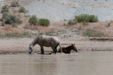 Yazın Colorado 'daki kum havzasındaki su birikintisinde vahşi atlar.