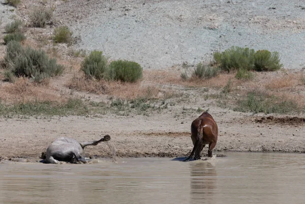 Wild Horses Waterhole Sand Wash Basin Colorado Summer — Stock Photo, Image