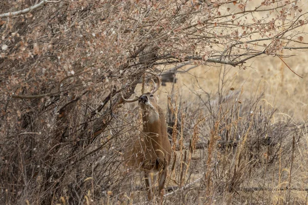 Ein Weißnagel Rehbock Während Der Herbstjagd Colorado — Stockfoto