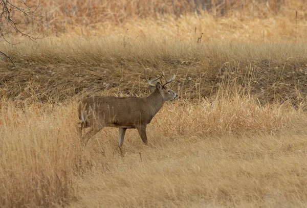 Ein Weißnagel Rehbock Während Der Herbstjagd Colorado — Stockfoto