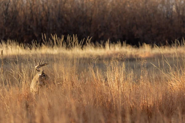 Een Witstaart Hertenbok Tijdens Herfstsleur Colorado — Stockfoto