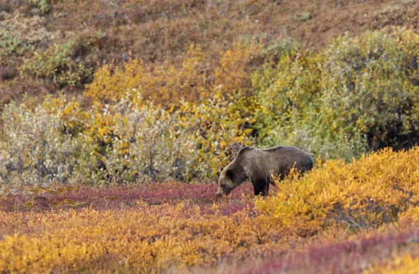 Medvěd Grizzly Národním Parku Denali Aljašce Podzim — Stock fotografie