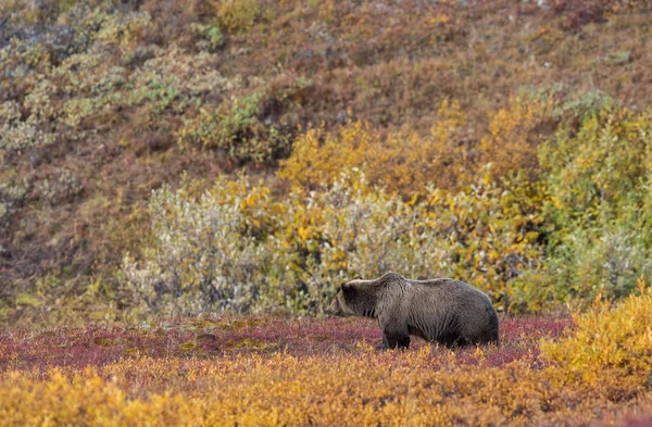 Urso Pardo Parque Nacional Denali Alasca Outono — Fotografia de Stock