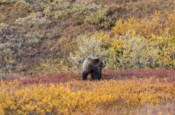 Ein Grizzlybär Denali Nationalpark Alaska Herbst — Stockfoto