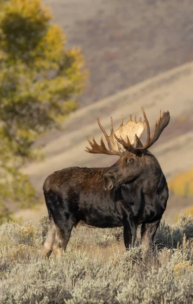 Alce Shiras Touro Grand Teton National Park Wyoming Outono — Fotografia de Stock