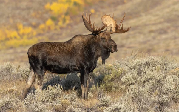 秋に大トン国立公園ワイオミング州で雄牛のシラスのムース — ストック写真