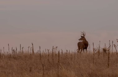 Colorado 'daki sonbahar monotonluğu sırasında bir beyaz kuyruklu geyik geyiği.