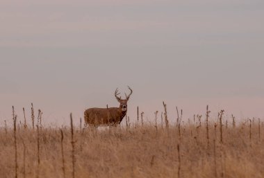 Colorado 'daki sonbahar monotonluğu sırasında bir beyaz kuyruklu geyik geyiği.
