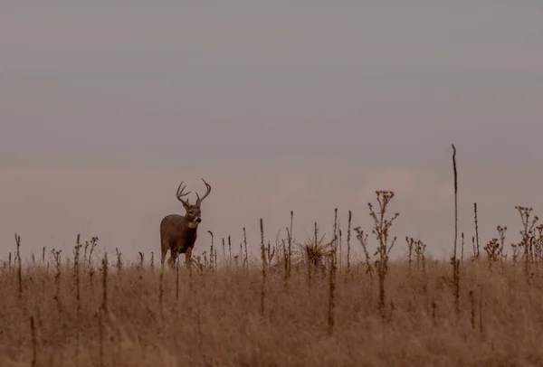 Whitetail Rådjur Bock Hösten Rut Colorado — Stockfoto