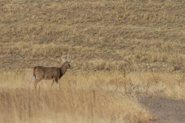 Colorado 'daki sonbahar monotonluğu sırasında bir beyaz kuyruklu geyik geyiği.