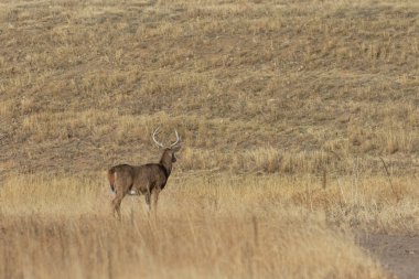 Colorado 'daki sonbahar monotonluğu sırasında bir beyaz kuyruklu geyik geyiği.