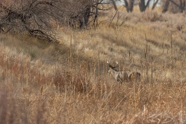 Cervo Bianco Buck Durante Carreggiata Autunnale Colorado — Foto Stock