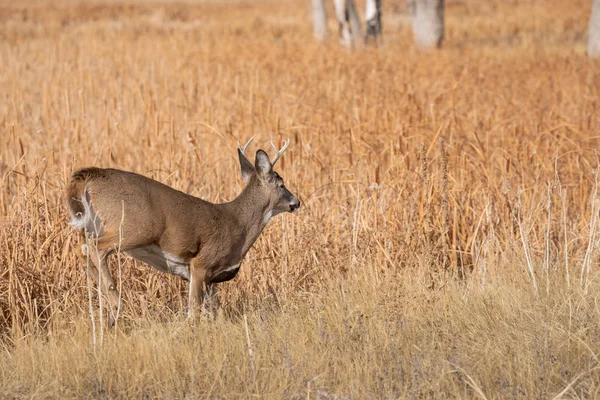 Een Witstaart Hertenbok Tijdens Herfstsleur Colorado — Stockfoto