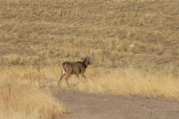 Een Witstaart Hertenbok Tijdens Herfstsleur Colorado — Stockfoto