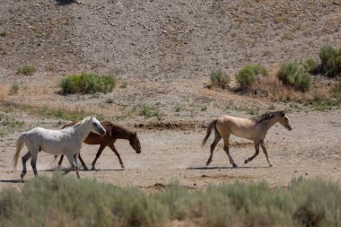 Yaz aylarında kum lavabo Colorado vahşi atları