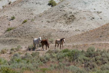 Yaz aylarında kum lavabo Colorado vahşi atları