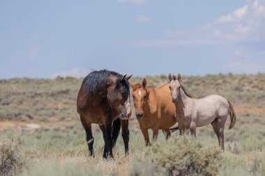 Yaz aylarında kum lavabo Colorado vahşi atları