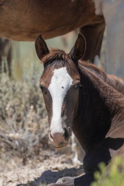 Yaz aylarında kum lavabo Colorado vahşi atları