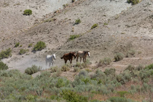 Yaz Aylarında Kum Lavabo Colorado Vahşi Atları — Stok fotoğraf