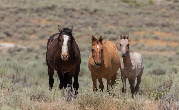 Dzikie Konie Piasek Umywalka Colorado Lecie — Zdjęcie stockowe