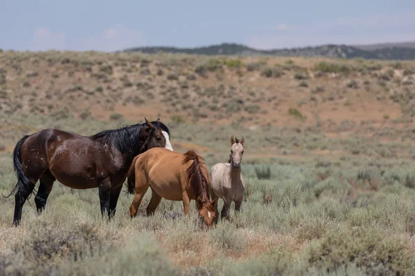 Wild Horses Sand Wash Basin Colorado Summer — Stock Photo, Image