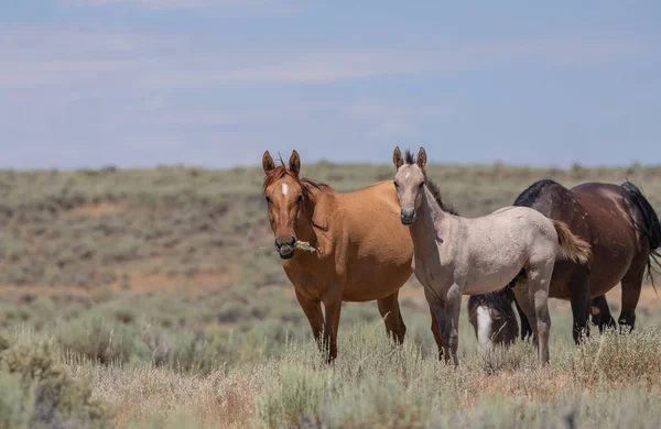 Wild Horses Sand Wash Basin Colorado Summer — Stock Photo, Image