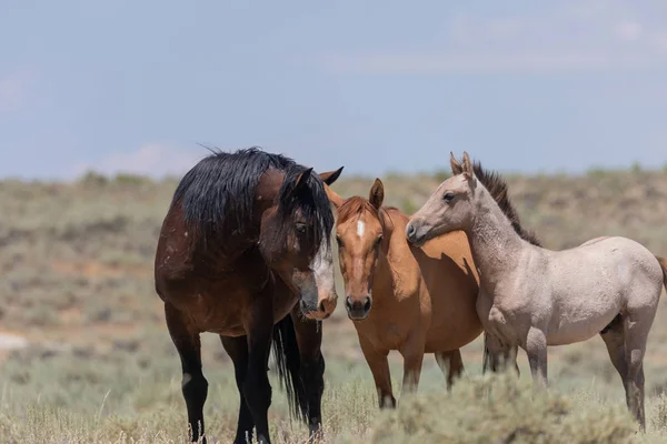 Divocí Koně Písku Umyvadlo Colorado Létě — Stock fotografie