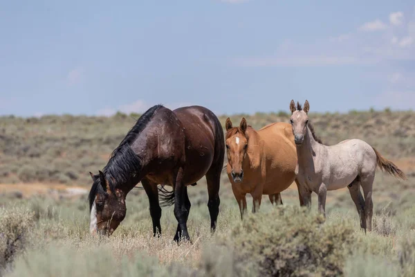 Cavalli Selvatici Nel Bacino Lavaggio Della Sabbia Colorado Estate — Foto Stock