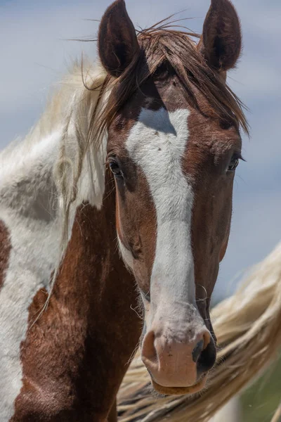 Wild Horses Sand Wash Basin Colorado Summer — Stock Photo, Image