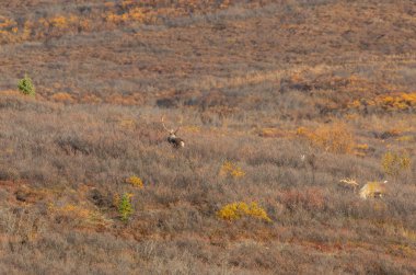 Denali Ulusal Parkı Alaska 'da sonbaharda verimsiz ren geyiği boğaları