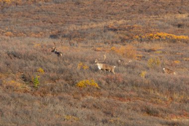 Denali Ulusal Parkı Alaska 'da sonbaharda verimsiz ren geyiği boğaları