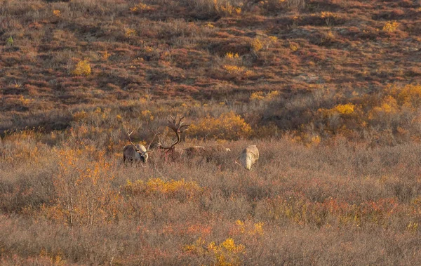 Touros Caribou Chão Estéril Parque Nacional Denali Alasca Outono — Fotografia de Stock