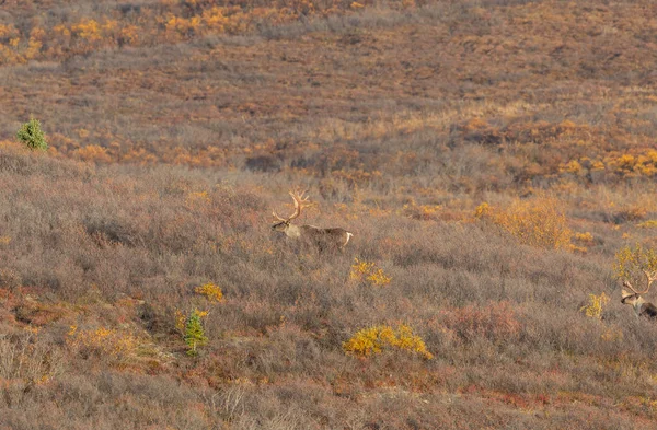 Meddő Föld Rénszarvas Bikák Denali Nemzeti Park Alaszka Ősszel — Stock Fotó