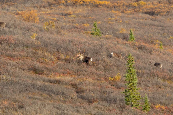Barren Ground Caribou Bulls Denali National Park Alaska Autumn — Stock Photo, Image