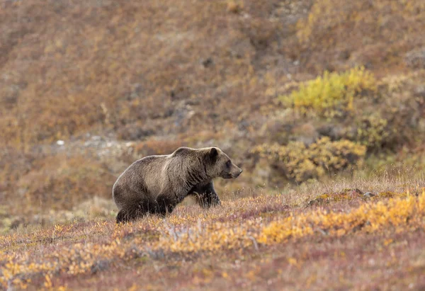 Egy Grizzly Medve Ősszel Denali Nemzeti Park Alaszka — Stock Fotó