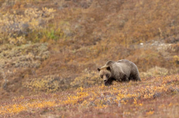 Niedźwiedź Grizzly Jesienią Denali National Park Alaska — Zdjęcie stockowe