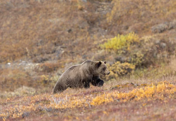 Niedźwiedź Grizzly Jesienią Denali National Park Alaska — Zdjęcie stockowe