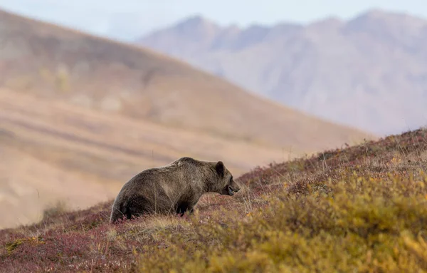 Urso Pardo Outono Parque Nacional Denali Alasca — Fotografia de Stock